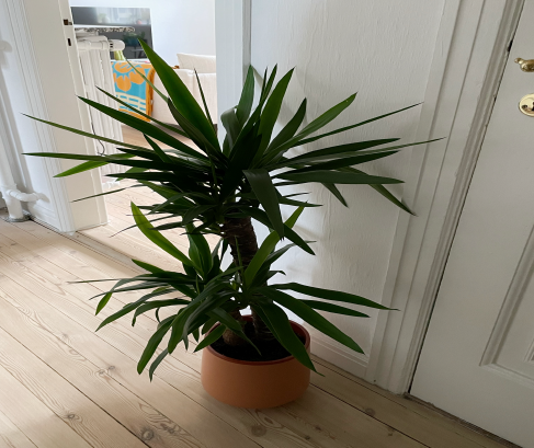 Planter der kan lide skygge